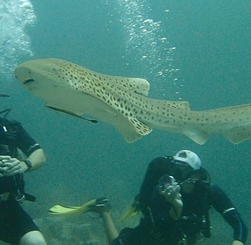 Reef Oasis Dive Center | Musandam-Dibba Al Bay Ah必去景点