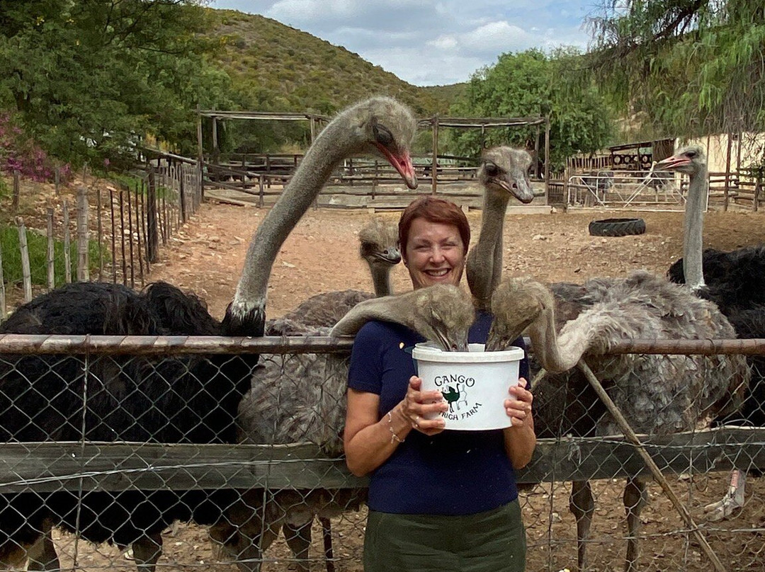 Cango Ostrich Show Farm-奥兹洪必去景点