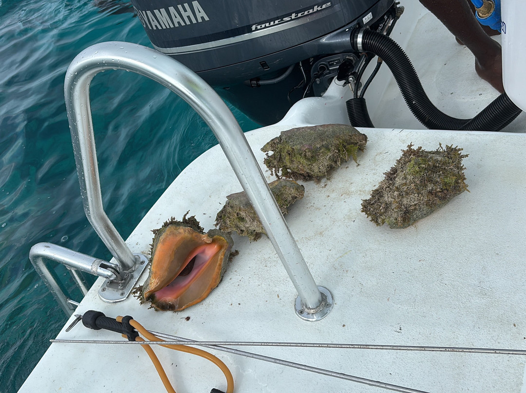 Lady Turkuoise-普罗维登西亚莱斯必去景点