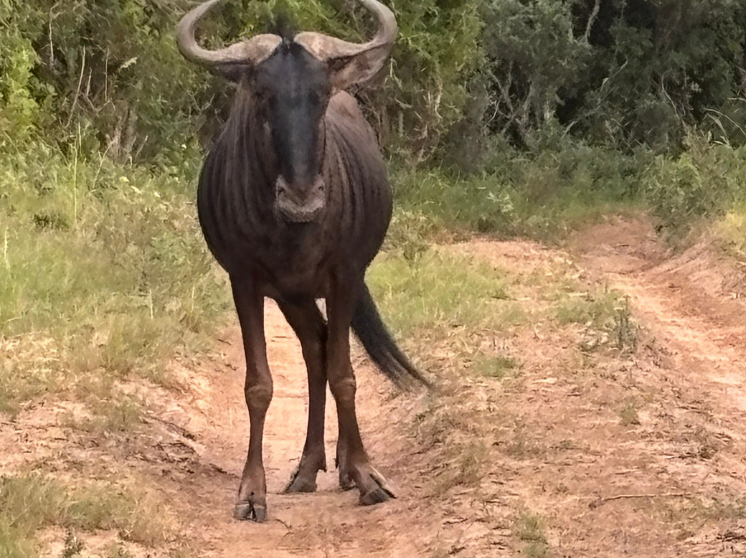 Sibuya Game Reserve - Private Day Trips-Kenton-on-Sea必去景点