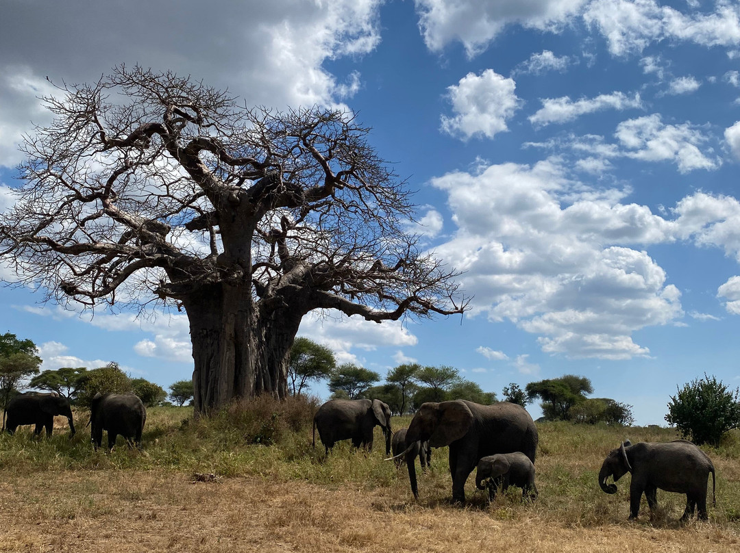 UBUNTU SAFARIS & TOURS COMPANY-阿鲁沙必去景点