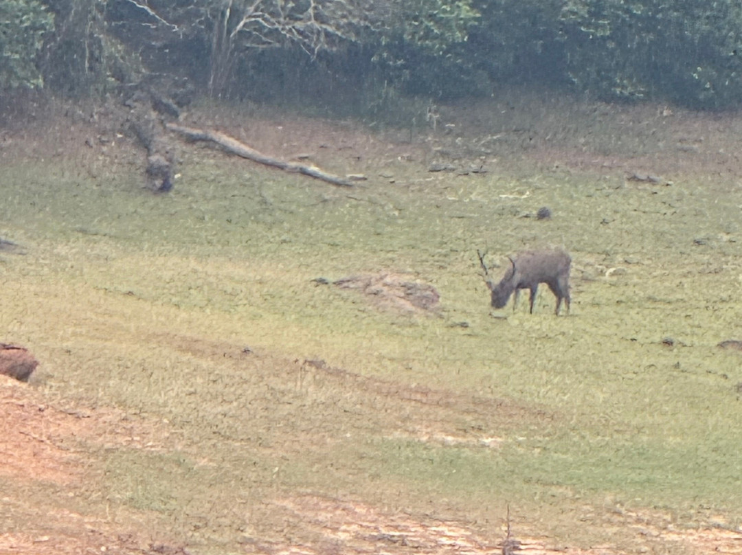 Periyar Wildlife Sanctuary景点图片