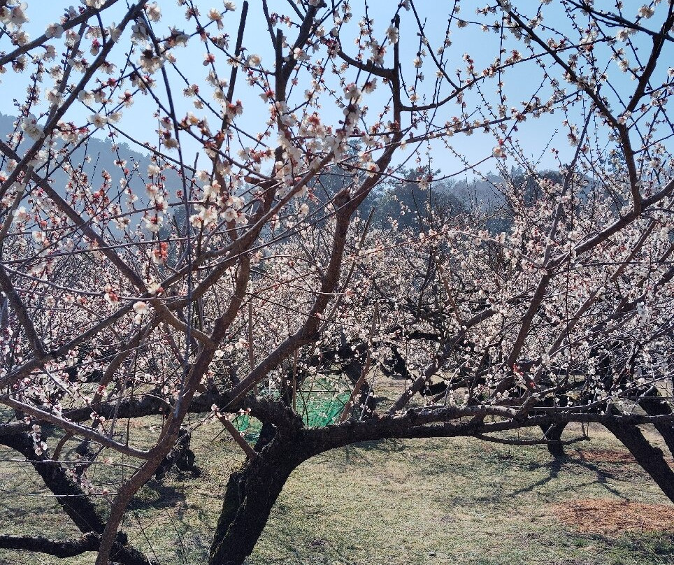 Ogose Bairin-越生町必去景点