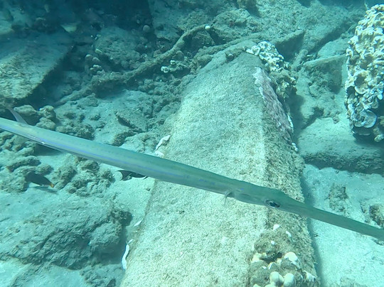 Dive Maui-拉海纳必去景点