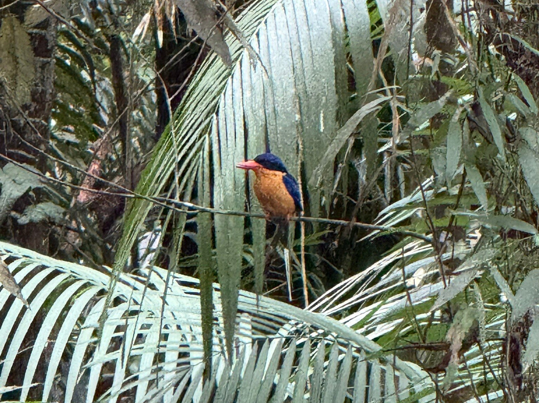 Fine Feather Tours-Mossman必去景点