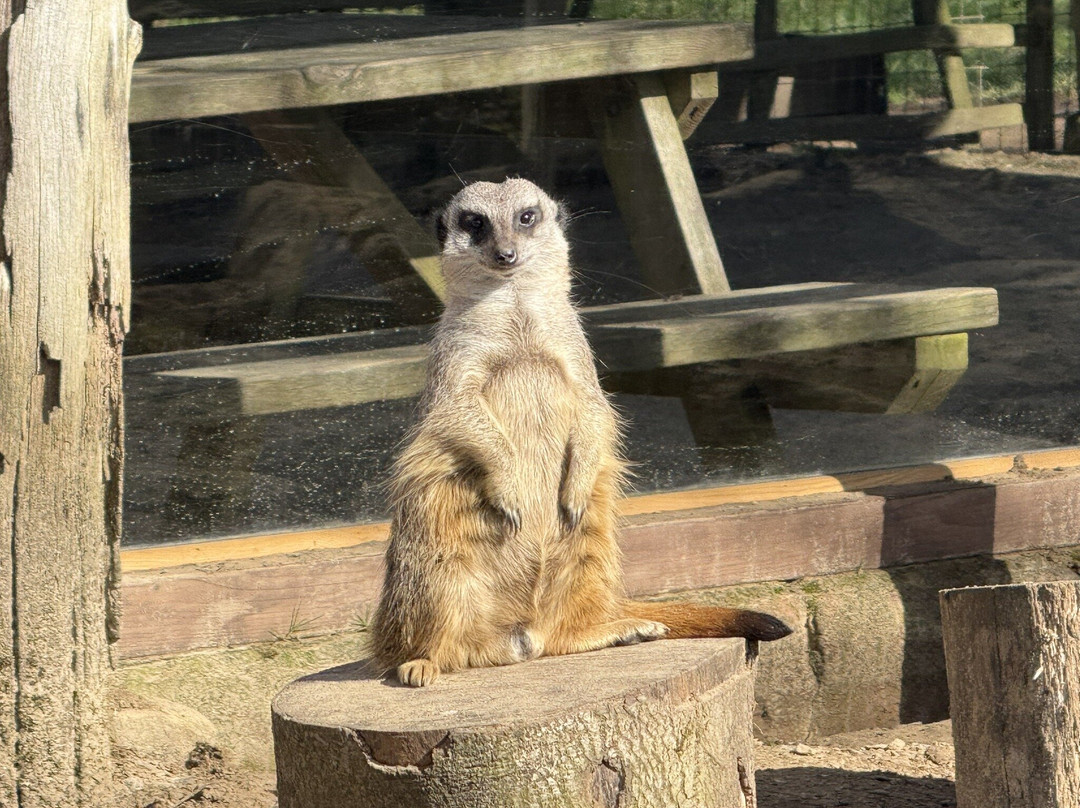 Manor Wildlife Park景点图片