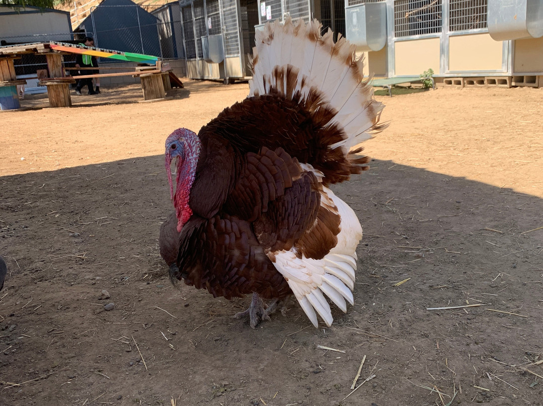 Love Always Sanctuary-洛杉矶必去景点