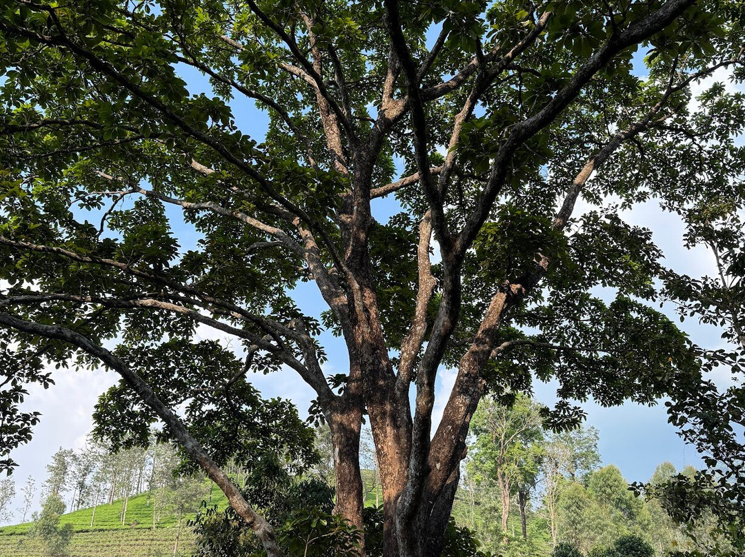 Flora Vythiri Resort主图