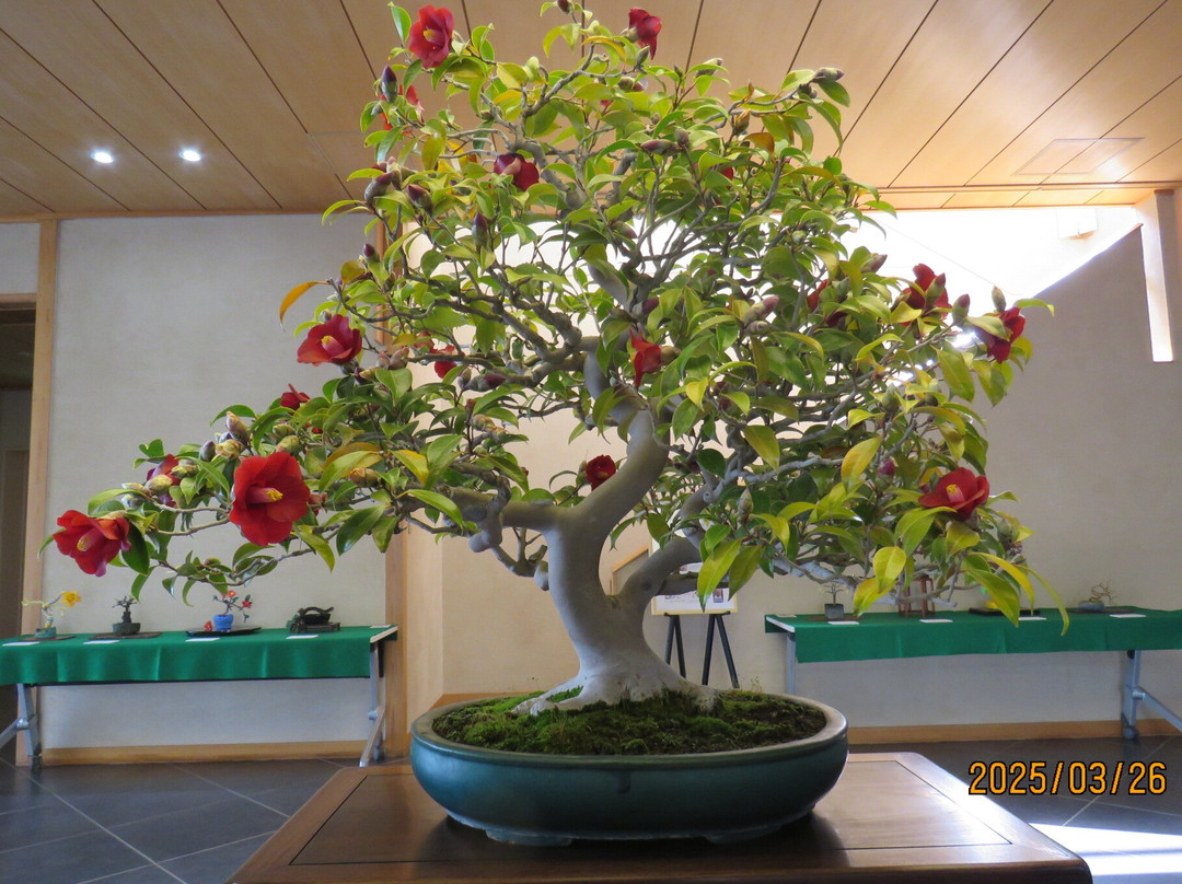 The Omiya Bonsai Art Museum Saitama-埼玉市必去景点