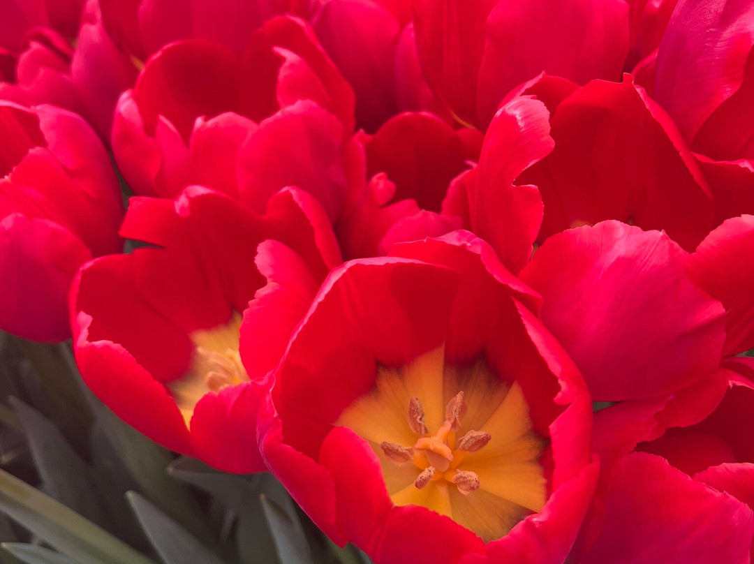 Kwekerij Siem Munster (Tulip Excursion)-Slootdorp必去景点