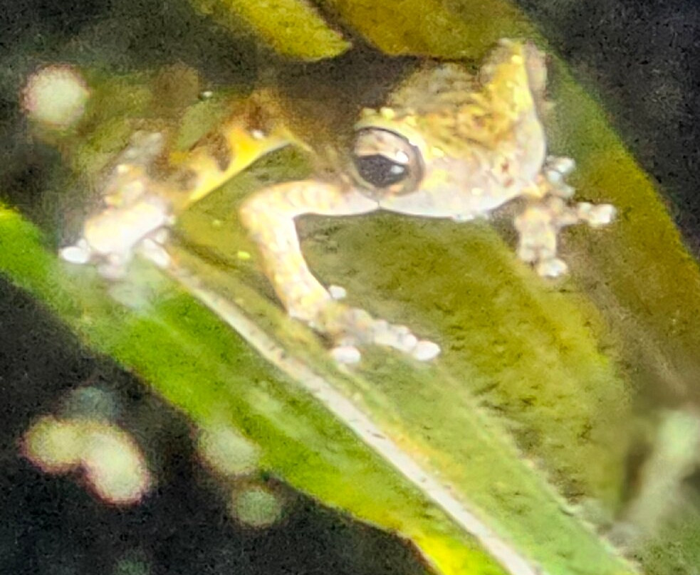 Ranario Monteverde Frog Pond景点图片