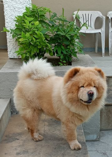 The Meadows Resort and Spa-官方