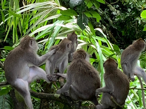 Bali 4U Tours-沙努尔必去景点