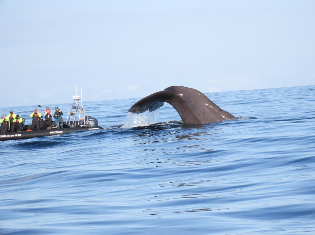 Whale2sea Whalesafari Andenes-Andenes必去景点