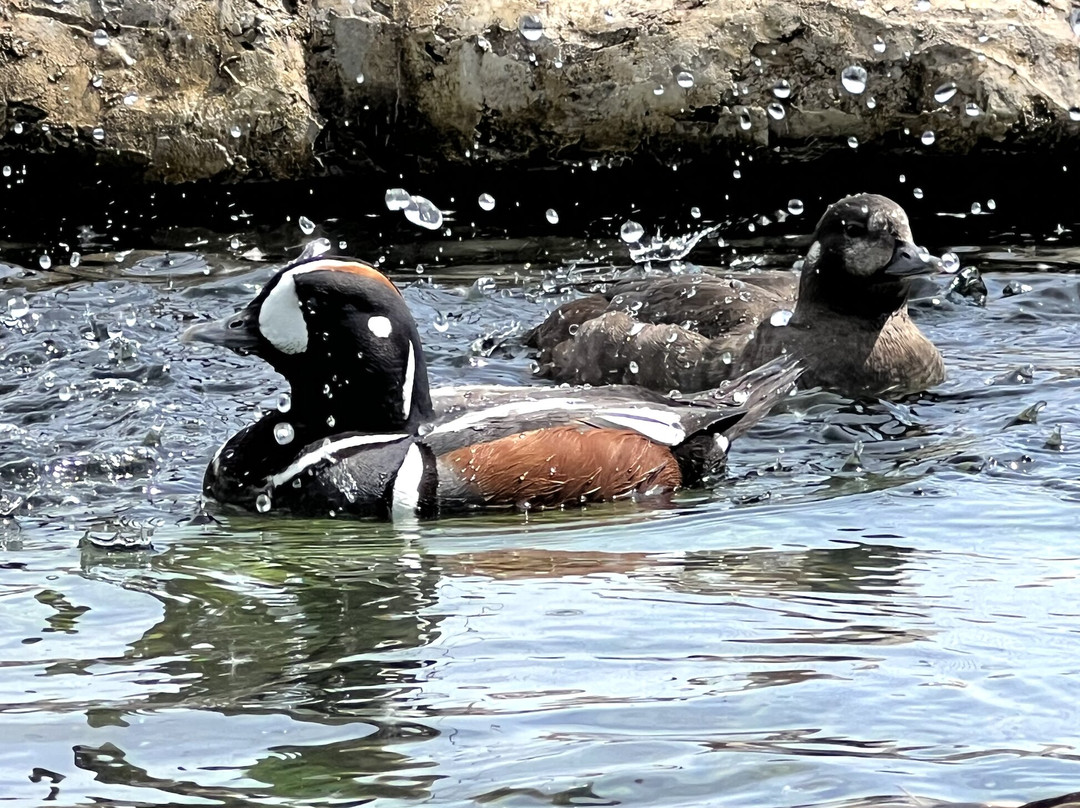 WWT Arundel Wetland Centre景点图片