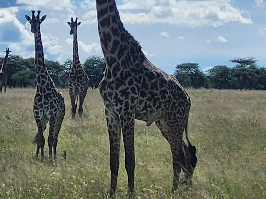 Termite Tour Travel-阿鲁沙必去景点