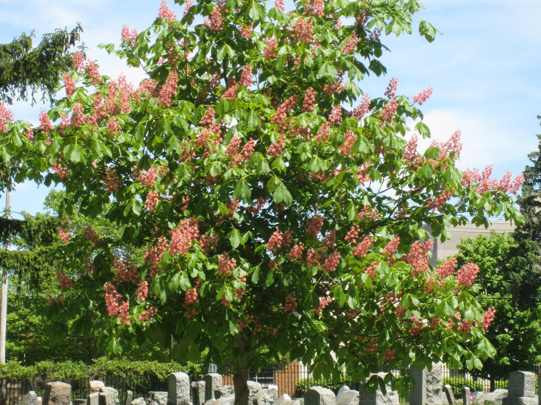 林茵墓园-水牛城必去景点