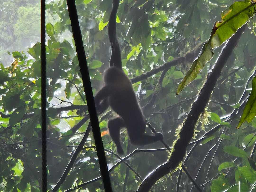 Mistico Arenal Hanging Bridges Park景点图片