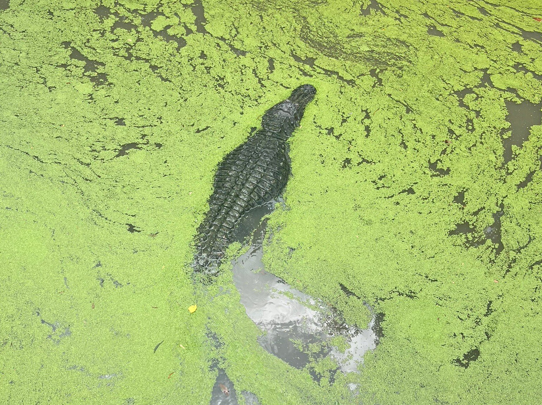 Alligator Alley-Summerdale必去景点