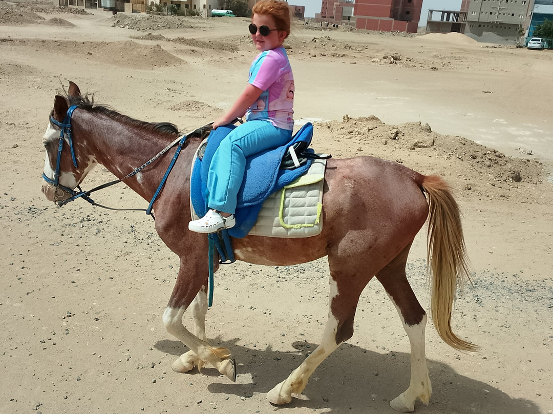 Horse Safari Hurghada-赫尔格达必去景点