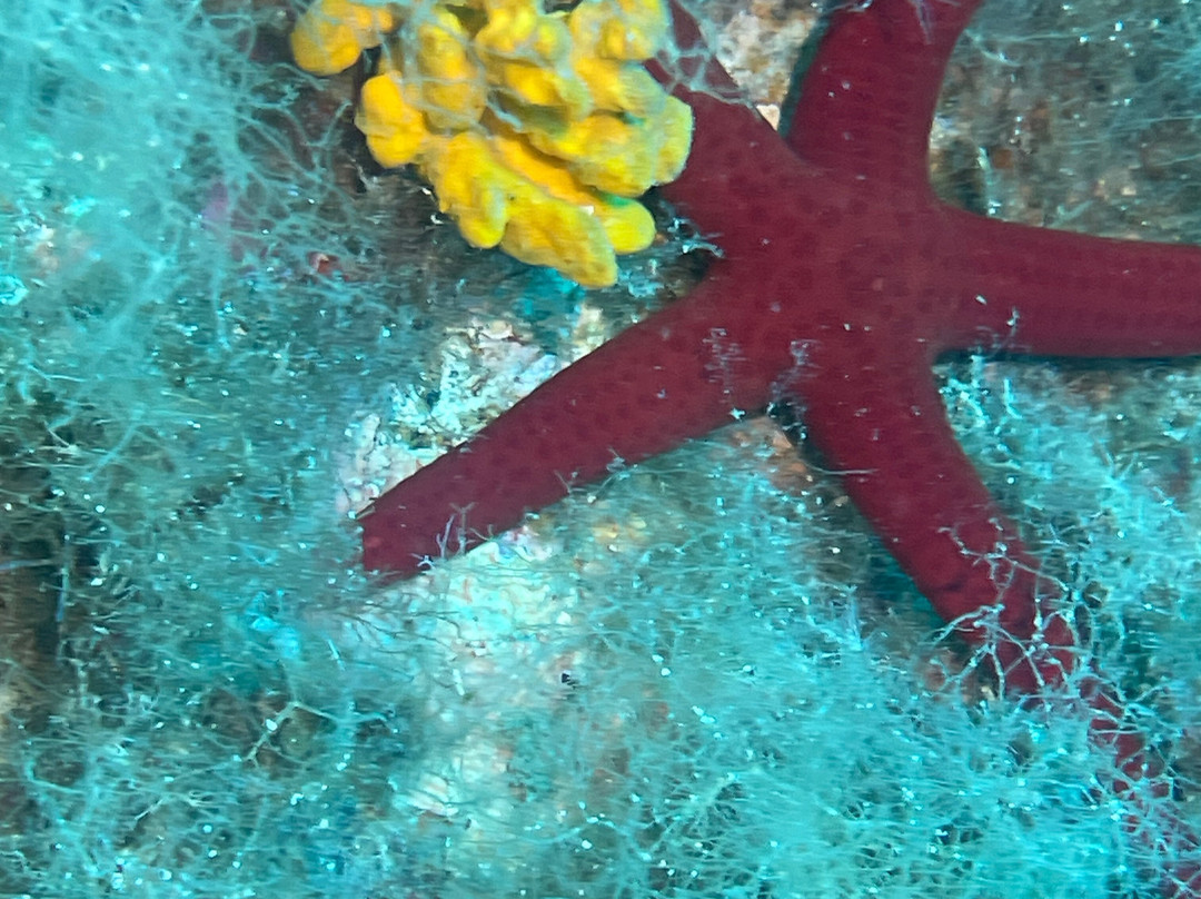 Centro Immersioni ALLDIVE-Costa Rei必去景点