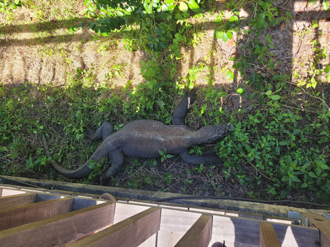 Save Komodo Tour-Labuan Bajo必去景点