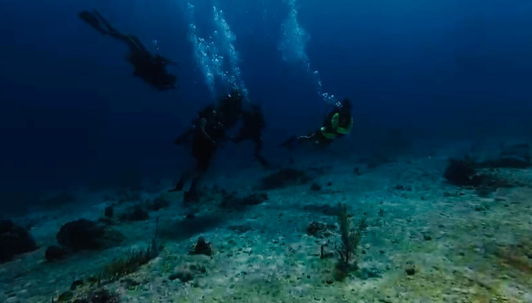 Dive Provo-普罗维登西亚莱斯必去景点