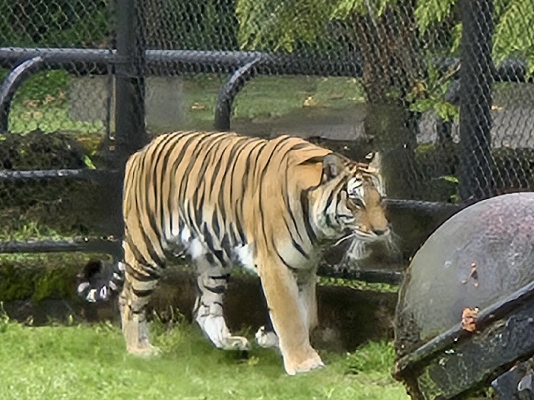 帕奈瓦热带雨林动物园-希洛必去景点
