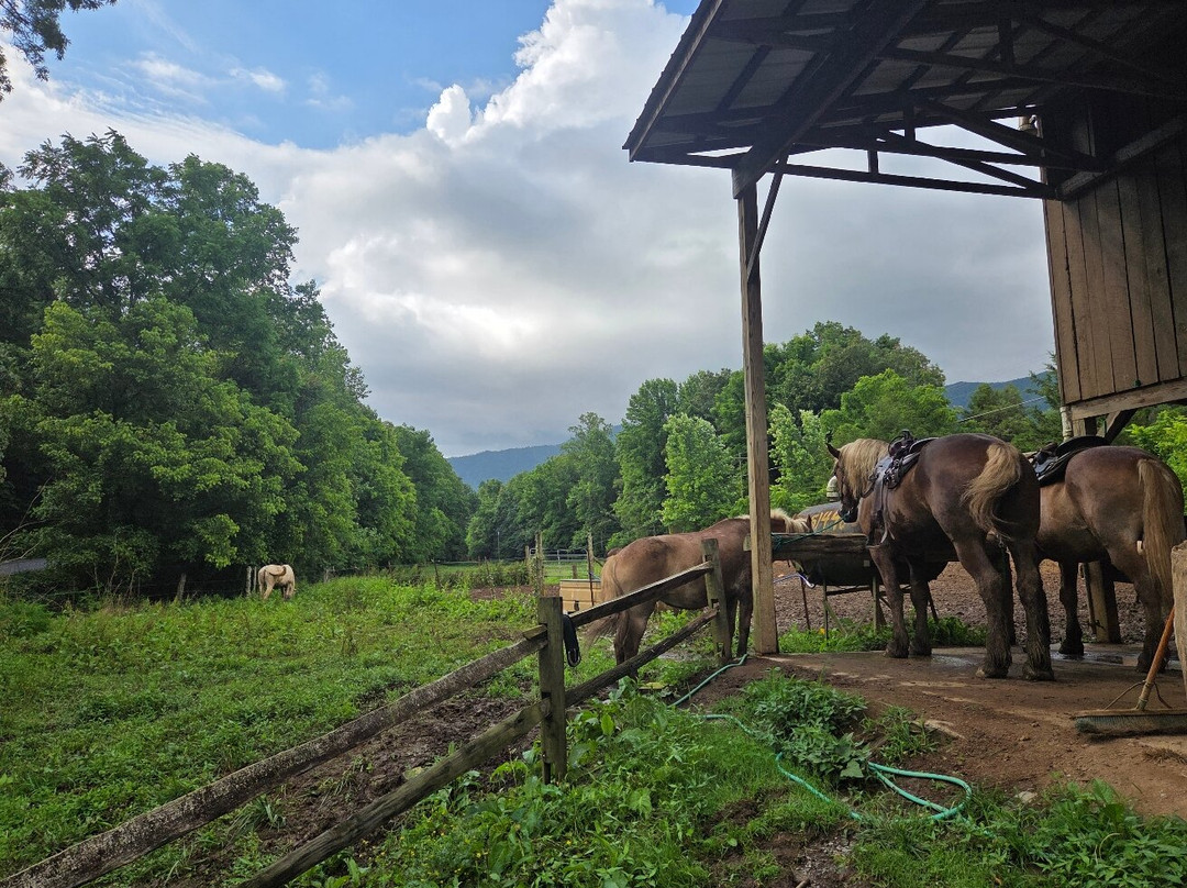 Davy Crockett Riding Stables-汤森必去景点
