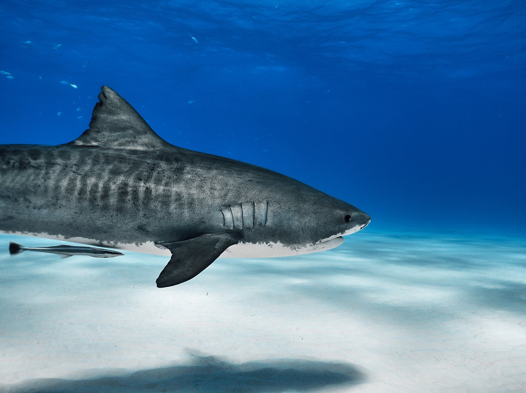 Epic Diving-West End必去景点