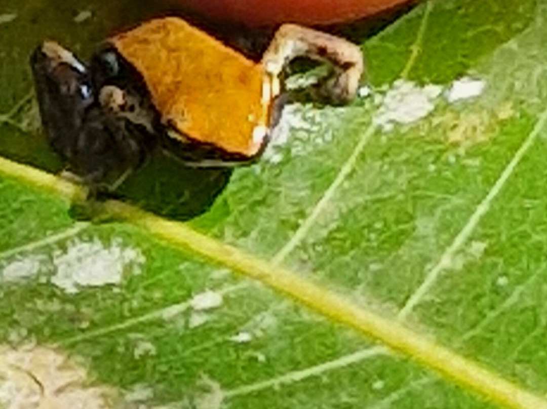 Madagascar Tropic Voyage景点图片