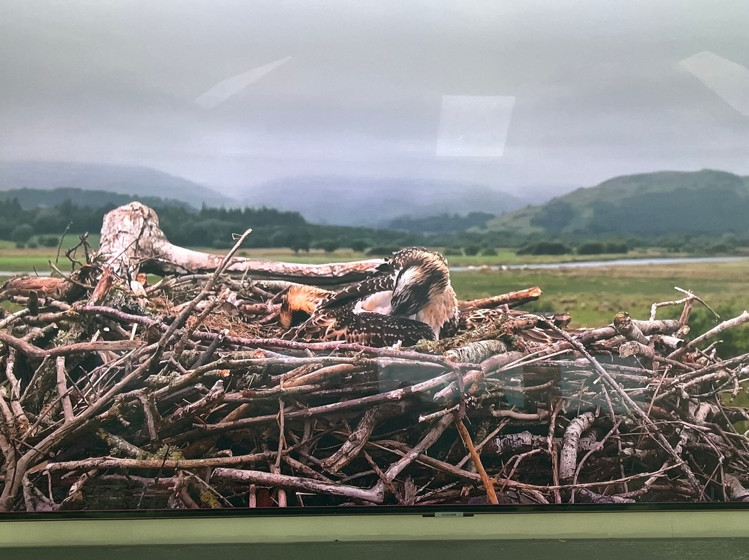 Dyfi Osprey Project-Derwenlas必去景点