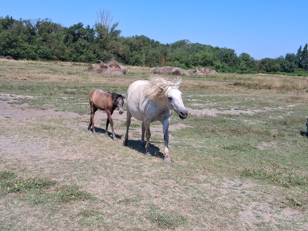Maison du Cheval - Camargue Association-滨海圣玛丽必去景点