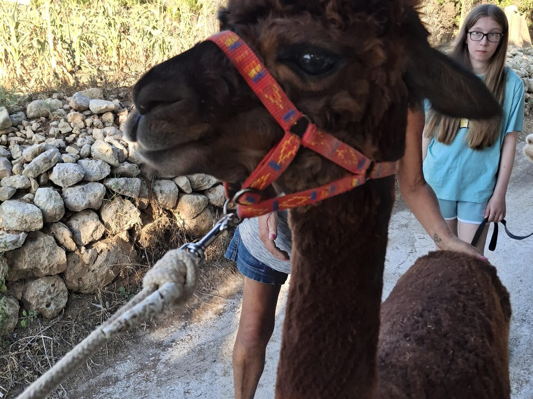 Gozo Alpaca Walks-Xewkija必去景点