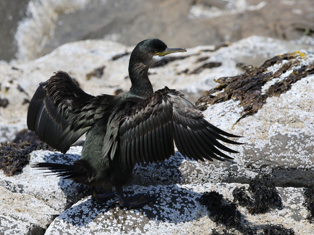 Scottish Seabird Centre-北柏威克必去景点
