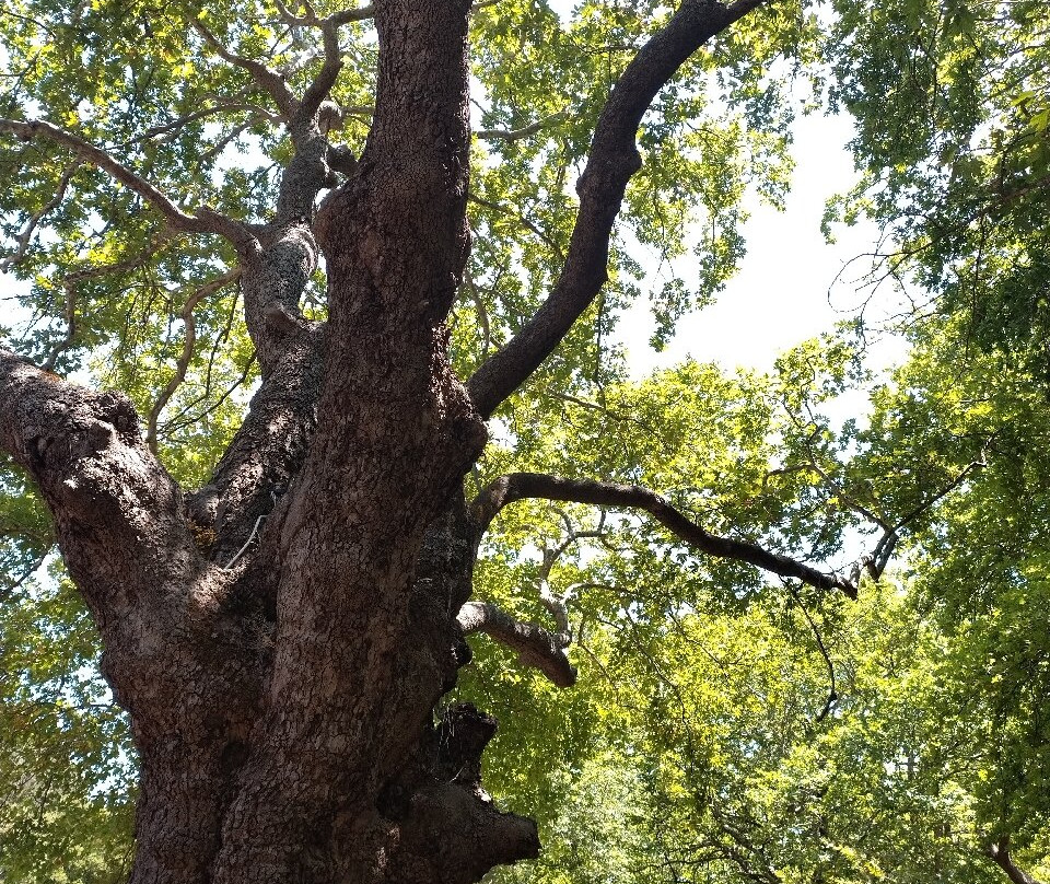 Γέφυρα Των Ερωτευμένων-Karystos必去景点