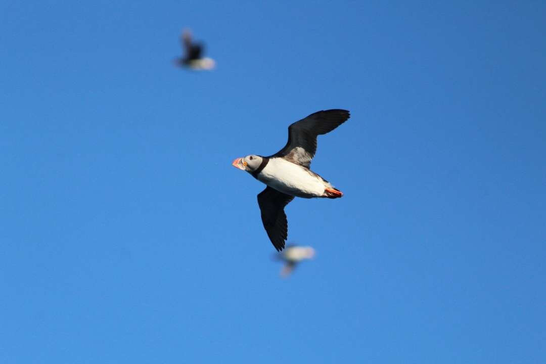Puffin Safari-Bleik必去景点