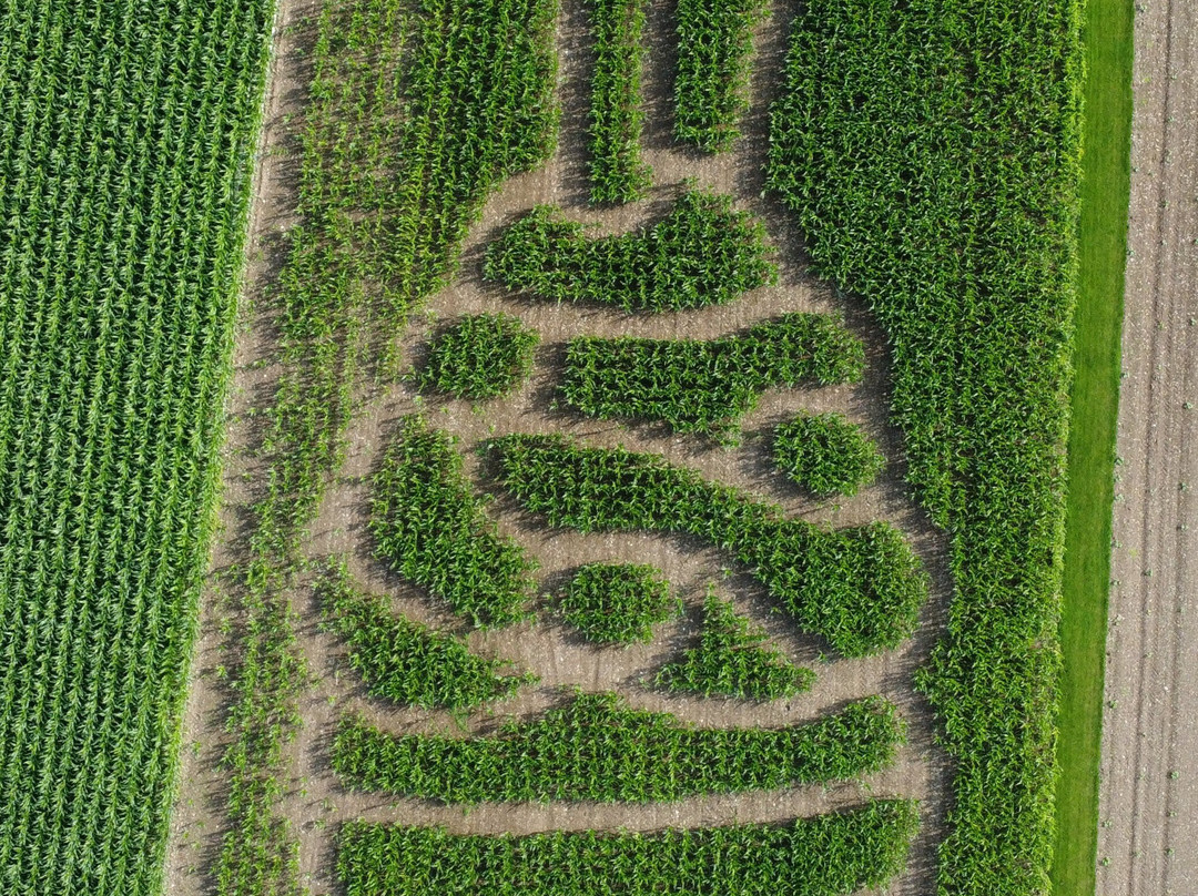 Lakeland Maze Farm Park-肯德尔必去景点