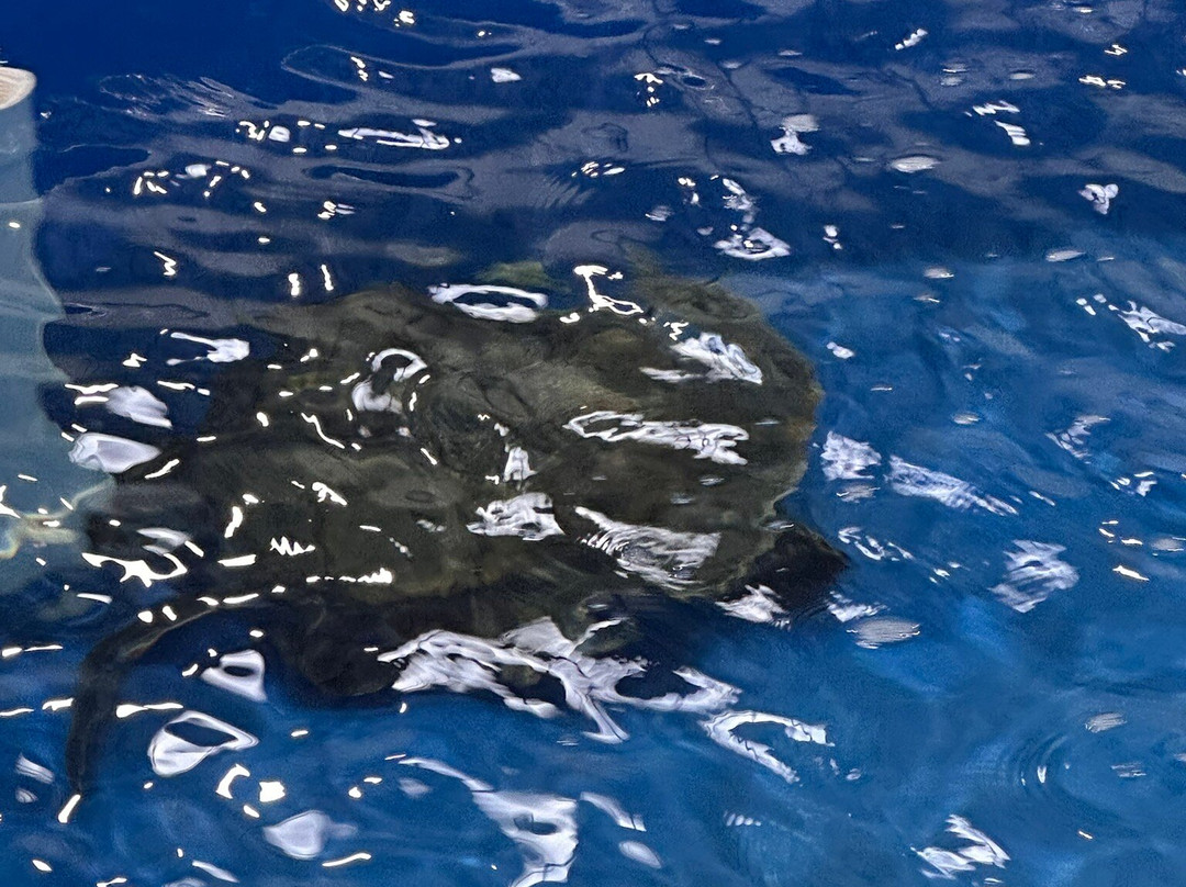 The Karen Beasley Sea Turtle Rescue and Rehabilitation Center-Surf City必去景点