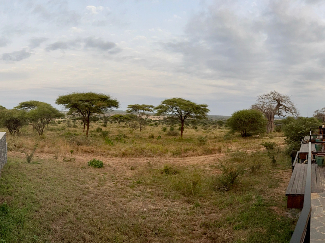 Tarangire Elephant Springs