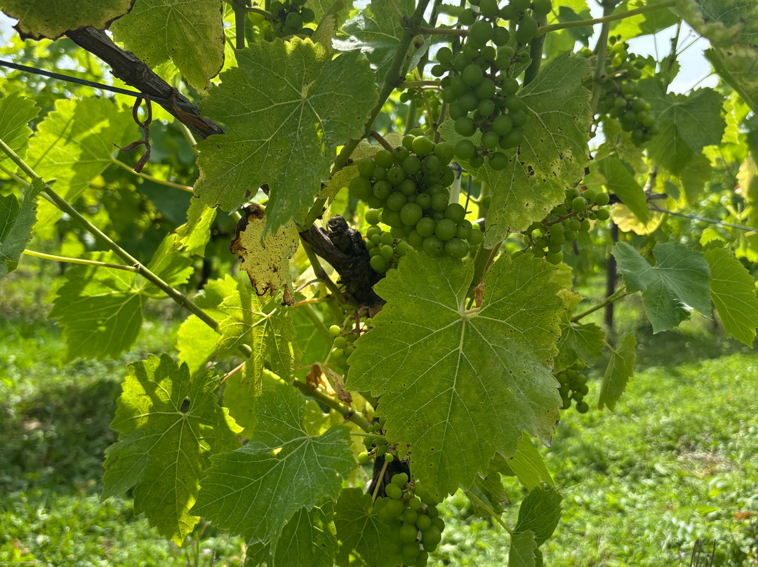 Velfrey Vineyard-Lampeter Velfrey必去景点