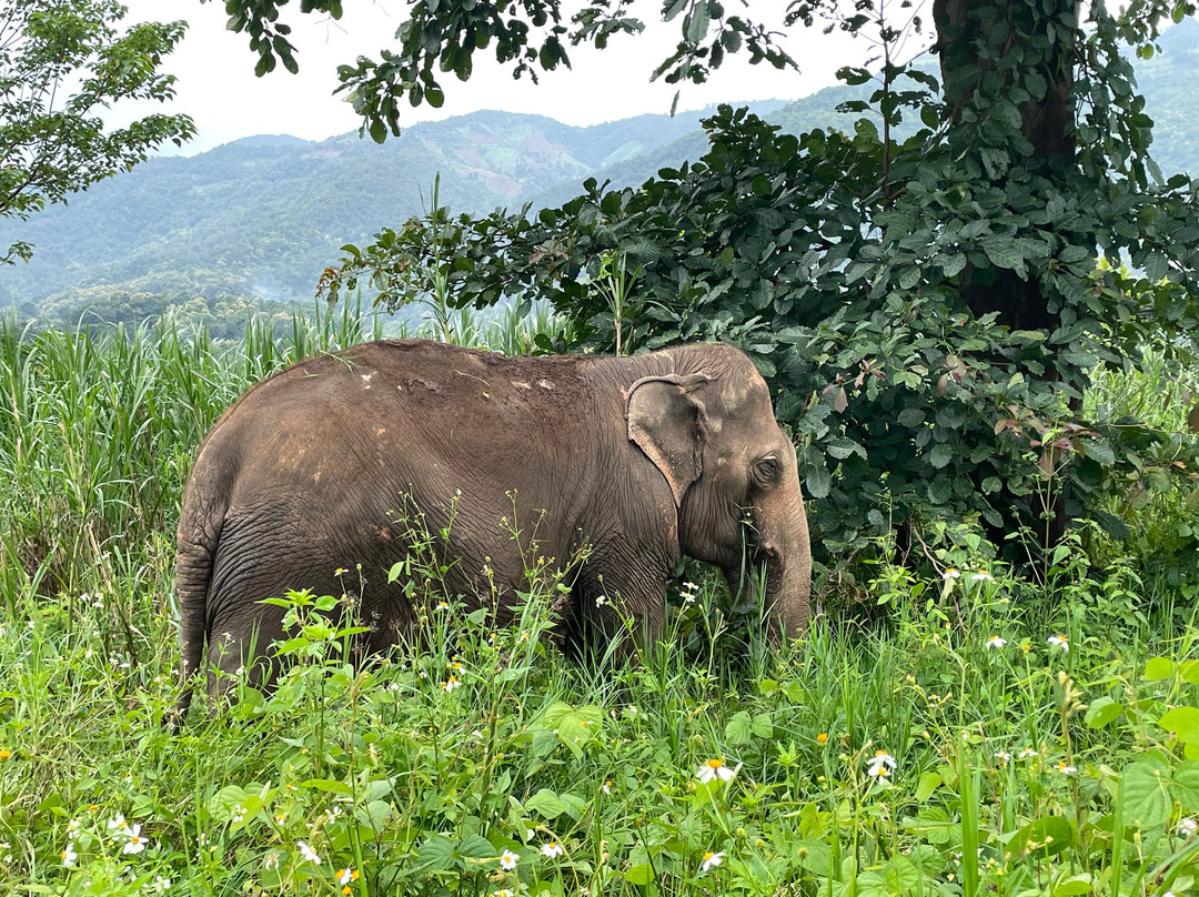 Happy Elephant Home-夜登必去景点