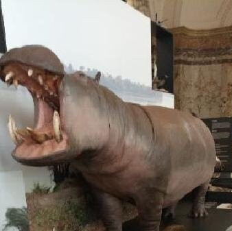 Royal Museum for Central Africa-Tervuren必去景点