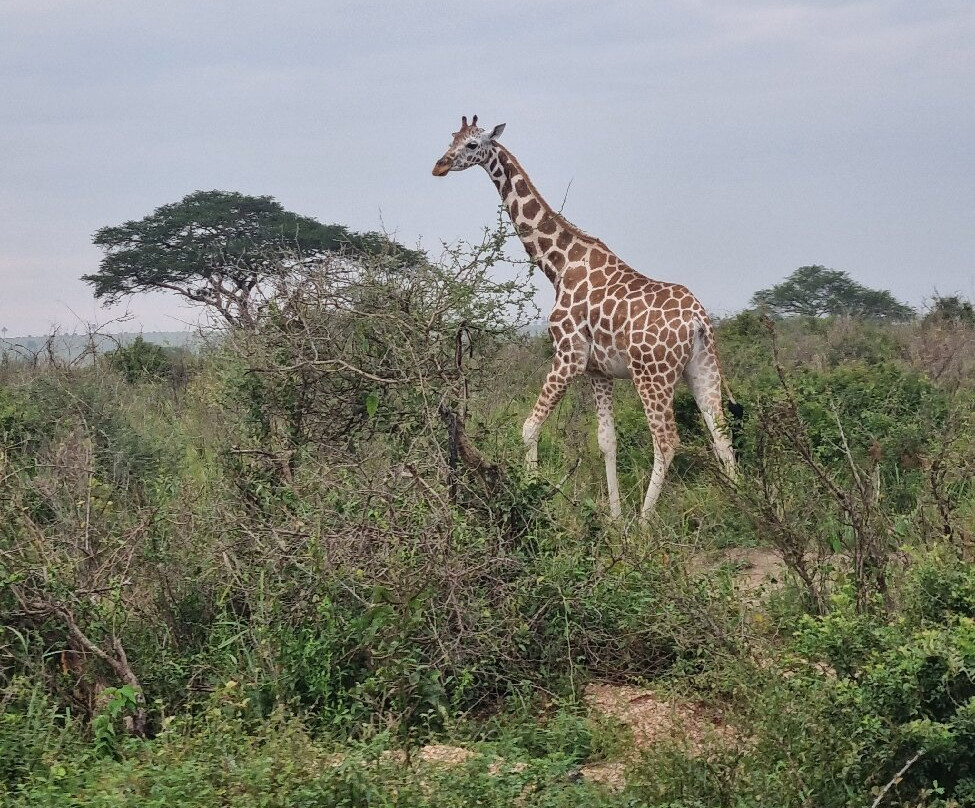 Mukisa Safaris-坎帕拉必去景点