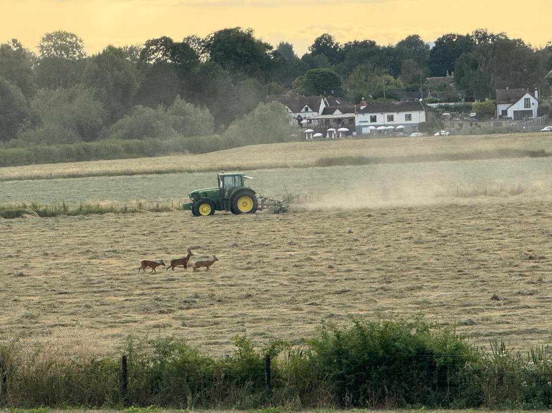 Arctic Quest Sled Dog Adventures-图克斯伯里必去景点
