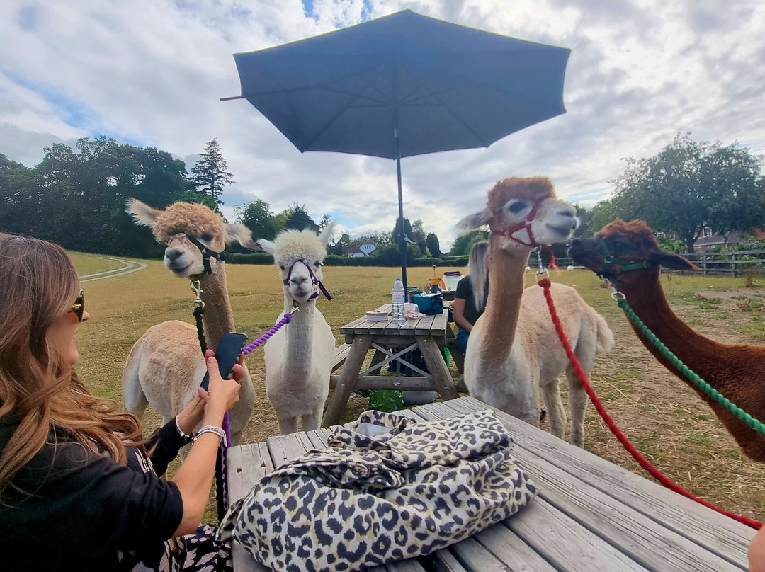 Me2you Burley Alpacas-Burley必去景点