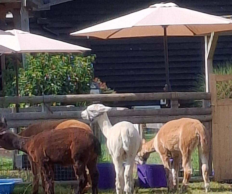 Woodland View Alpacas-Birchington必去景点