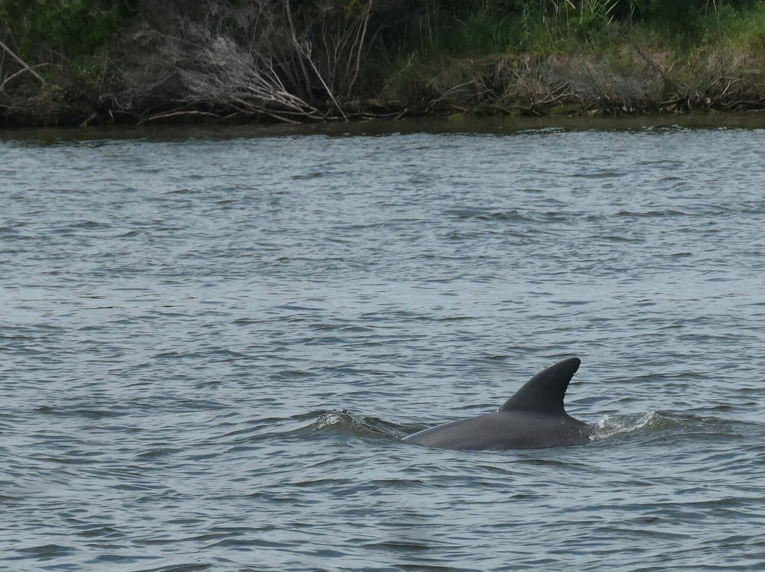 Paradise Dolphin Cruises-Wanchese必去景点