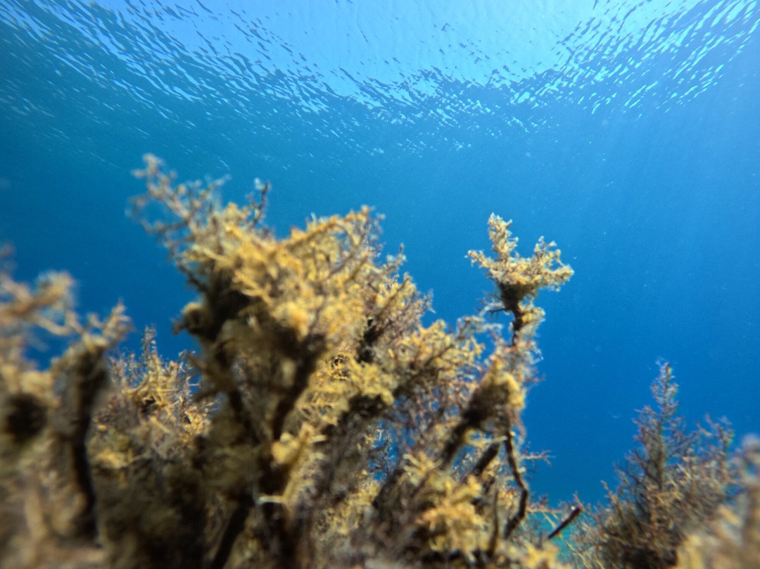 Arian Diving Centre-卡达米那必去景点