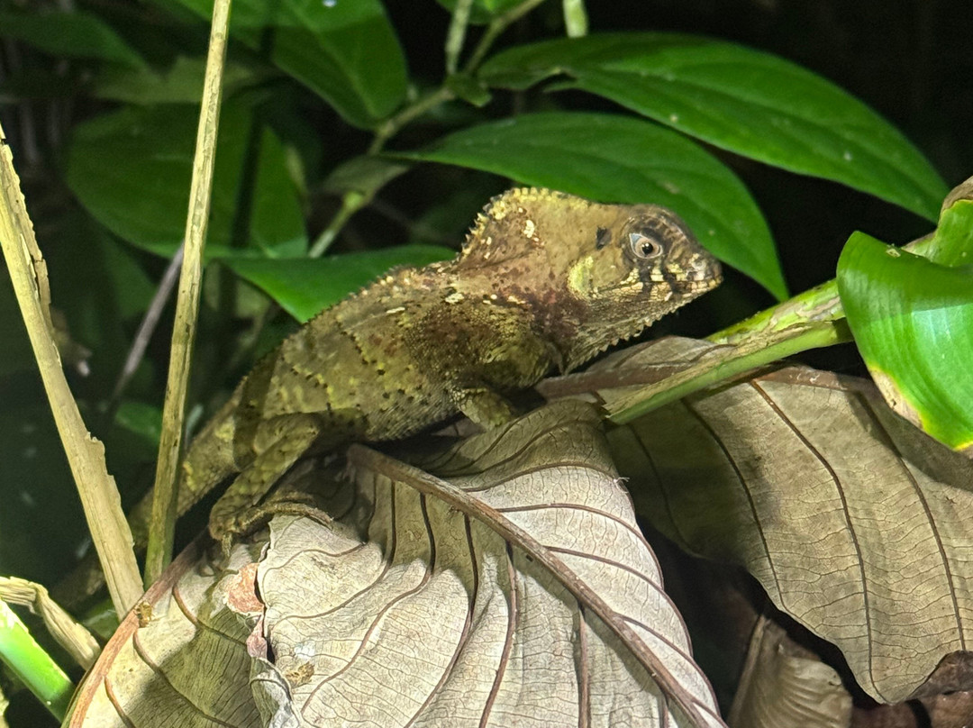 Tropilocal Tours-Manzanillo必去景点